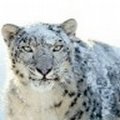 leopard10 avatarı