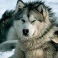 WolfTurk avatarı