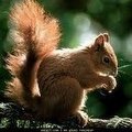 Squirrel avatarı